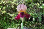 ジャーマンアイリス		Iris germanica	5～6月